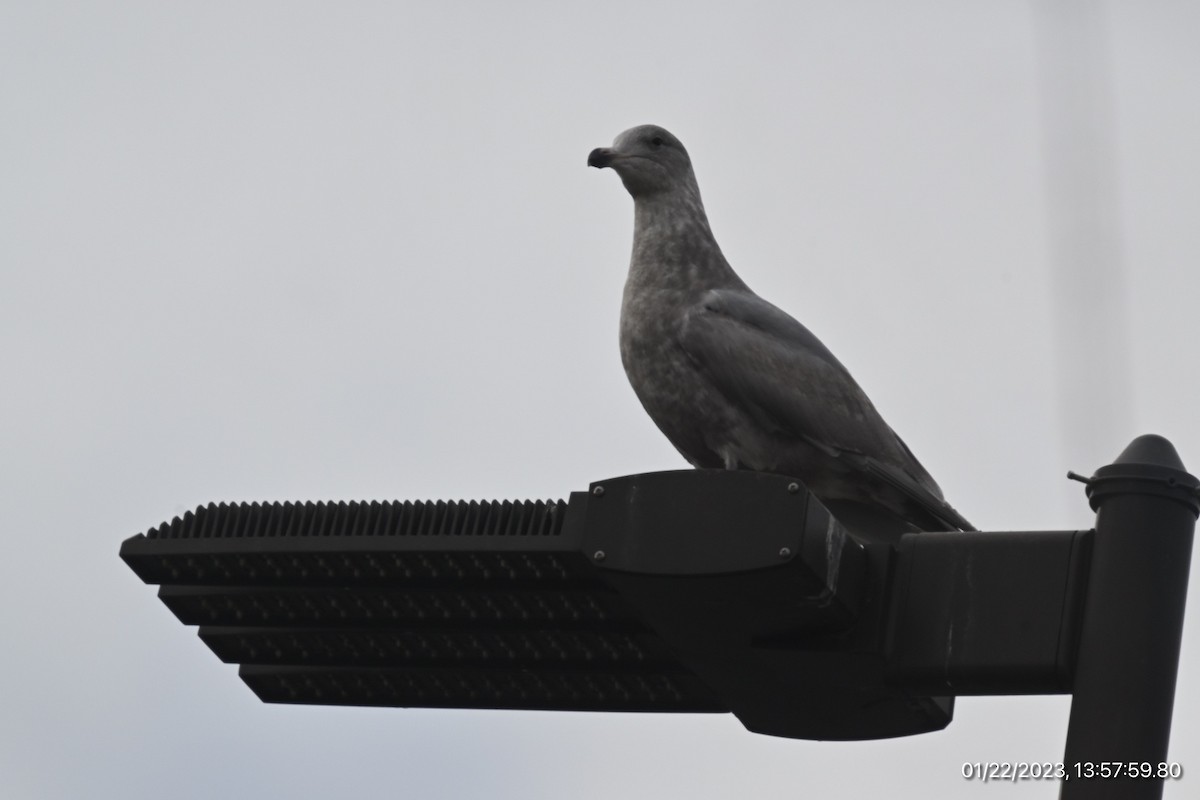 Glaucous-winged Gull - ML527109701