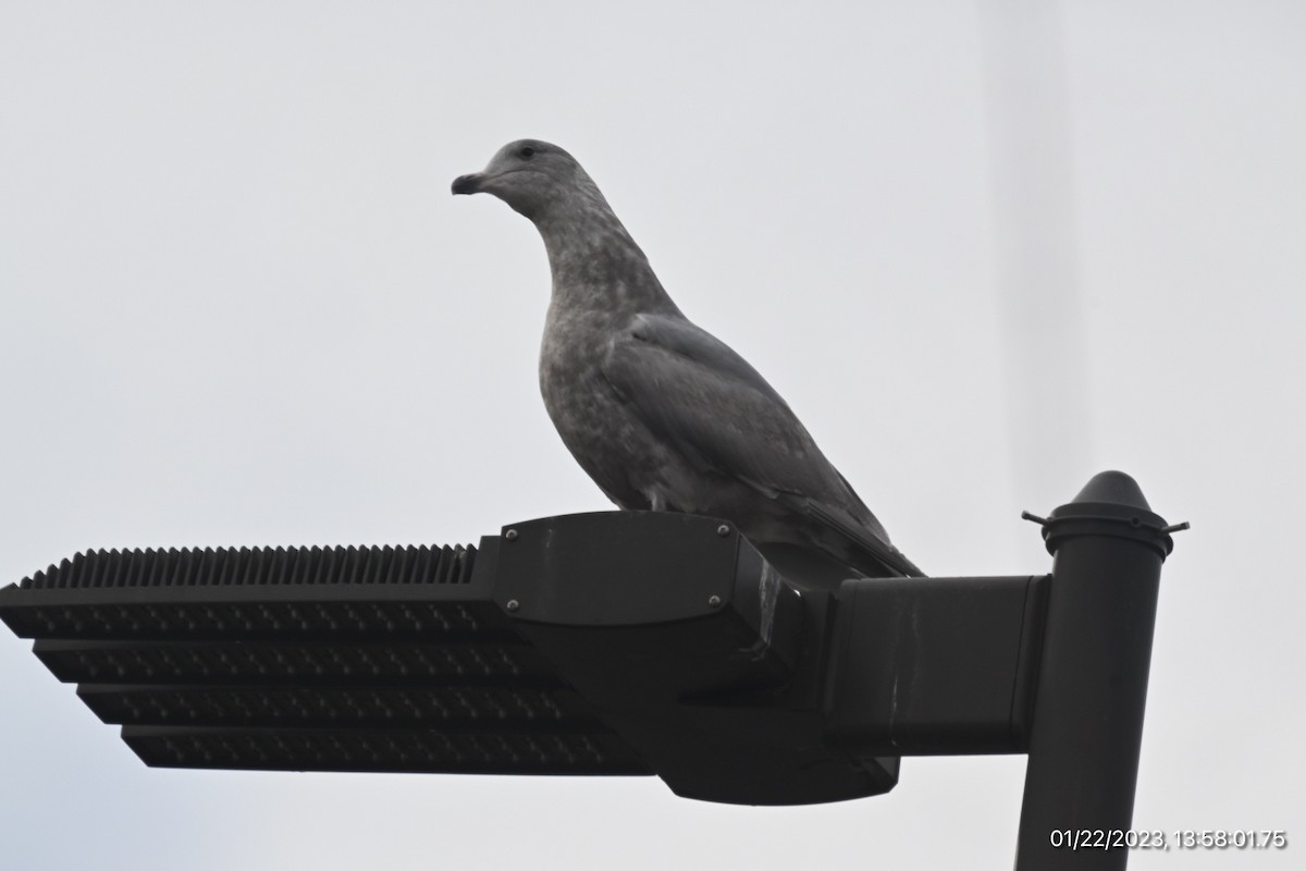 Glaucous-winged Gull - ML527109731