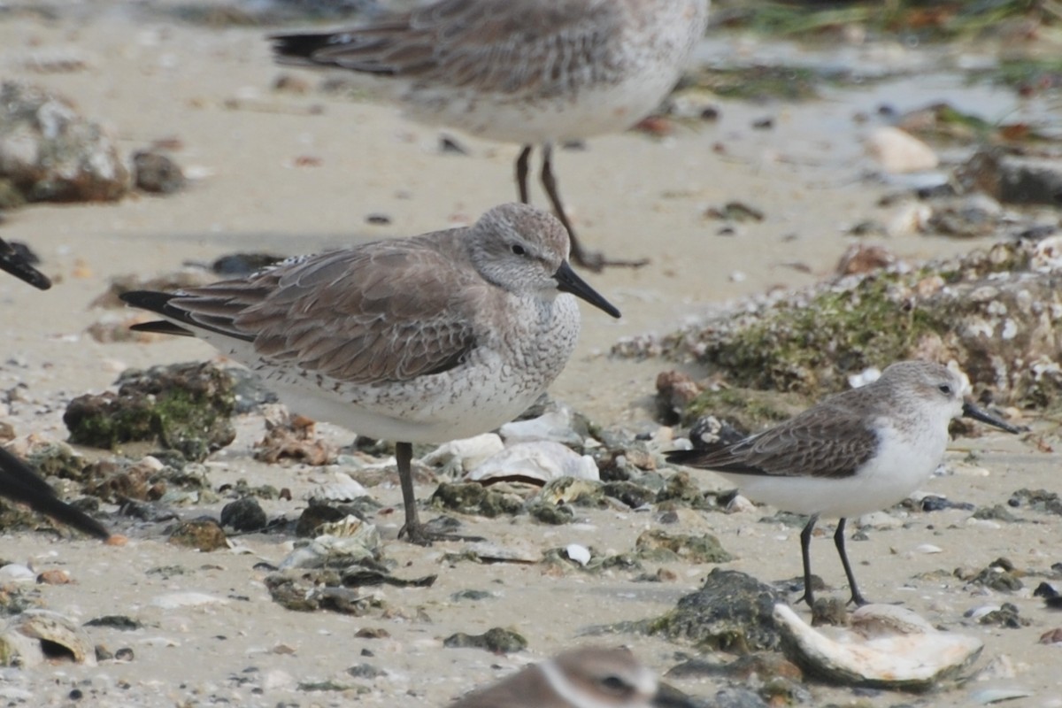 Red Knot - ML527110361