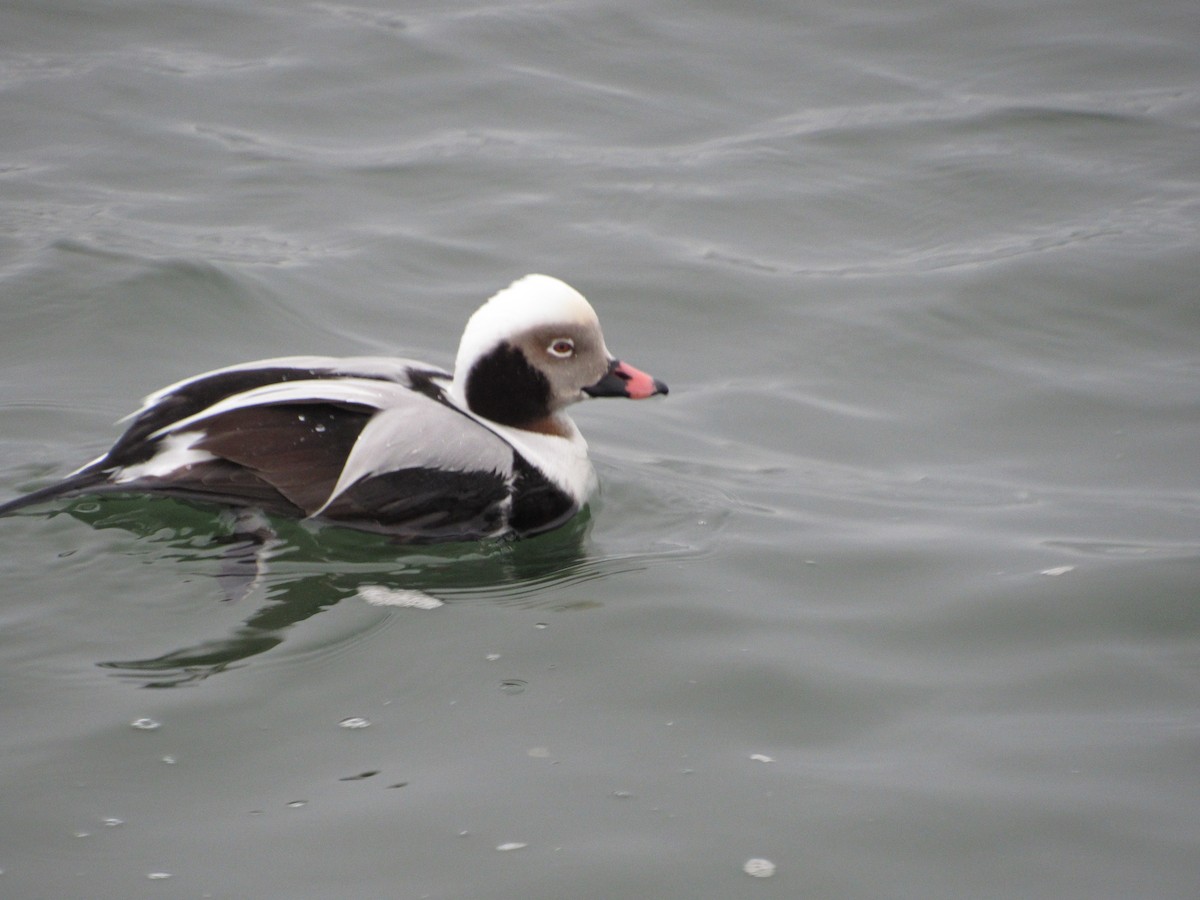 Long-tailed Duck - ML527110601