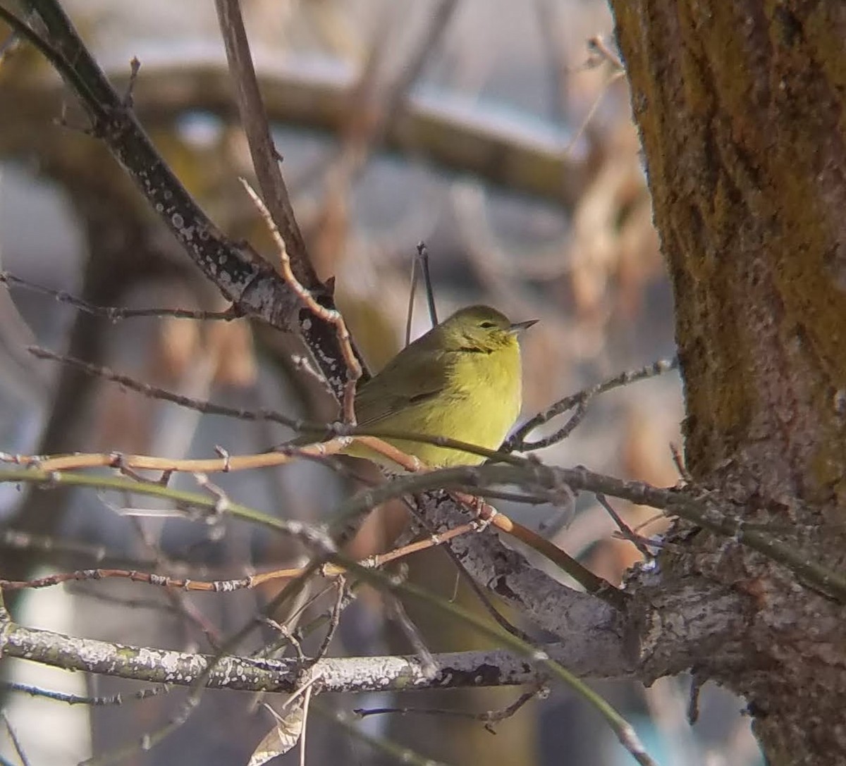 Orange-crowned Warbler - ML527110751