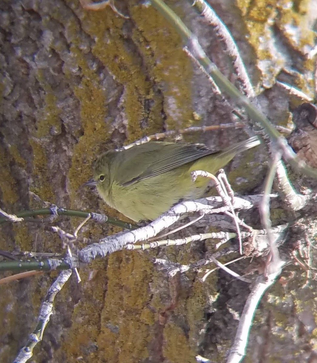 Orange-crowned Warbler - ML527110771