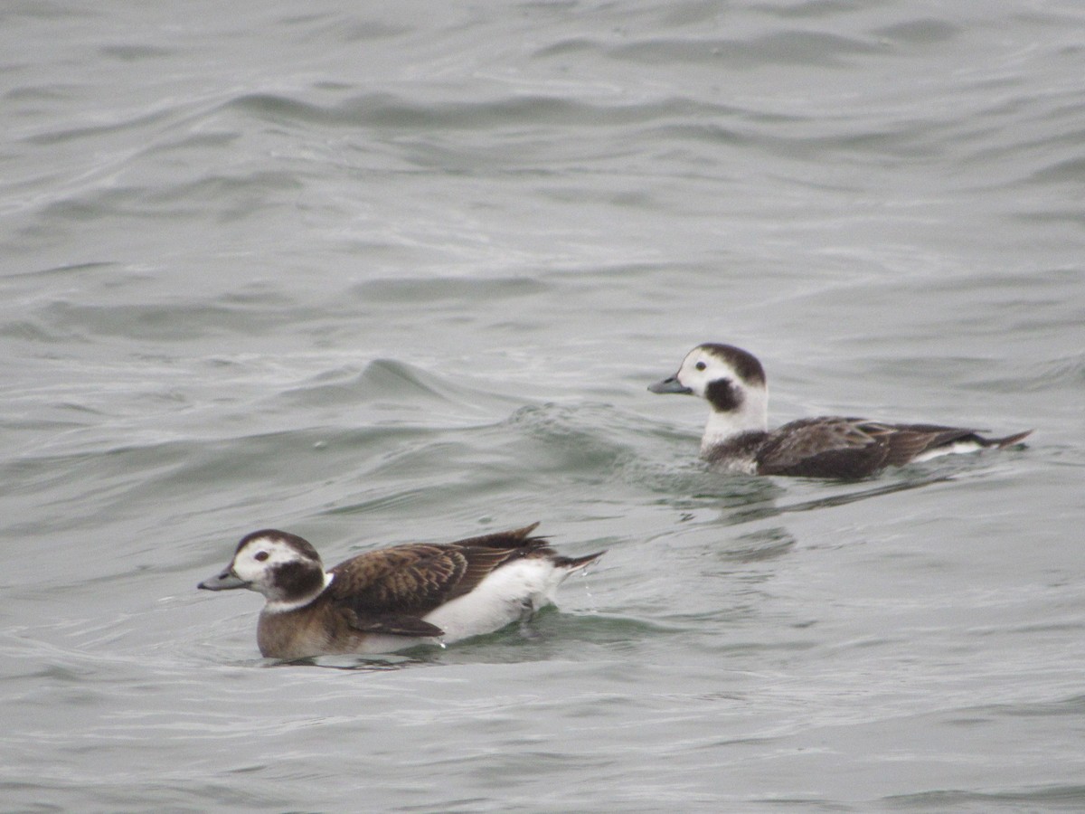 Long-tailed Duck - James Van Gelder