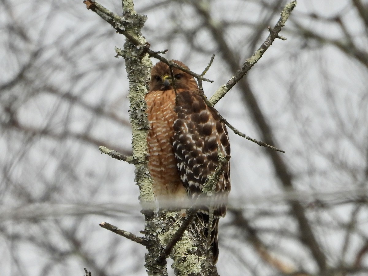 Red-shouldered Hawk - ML527111111