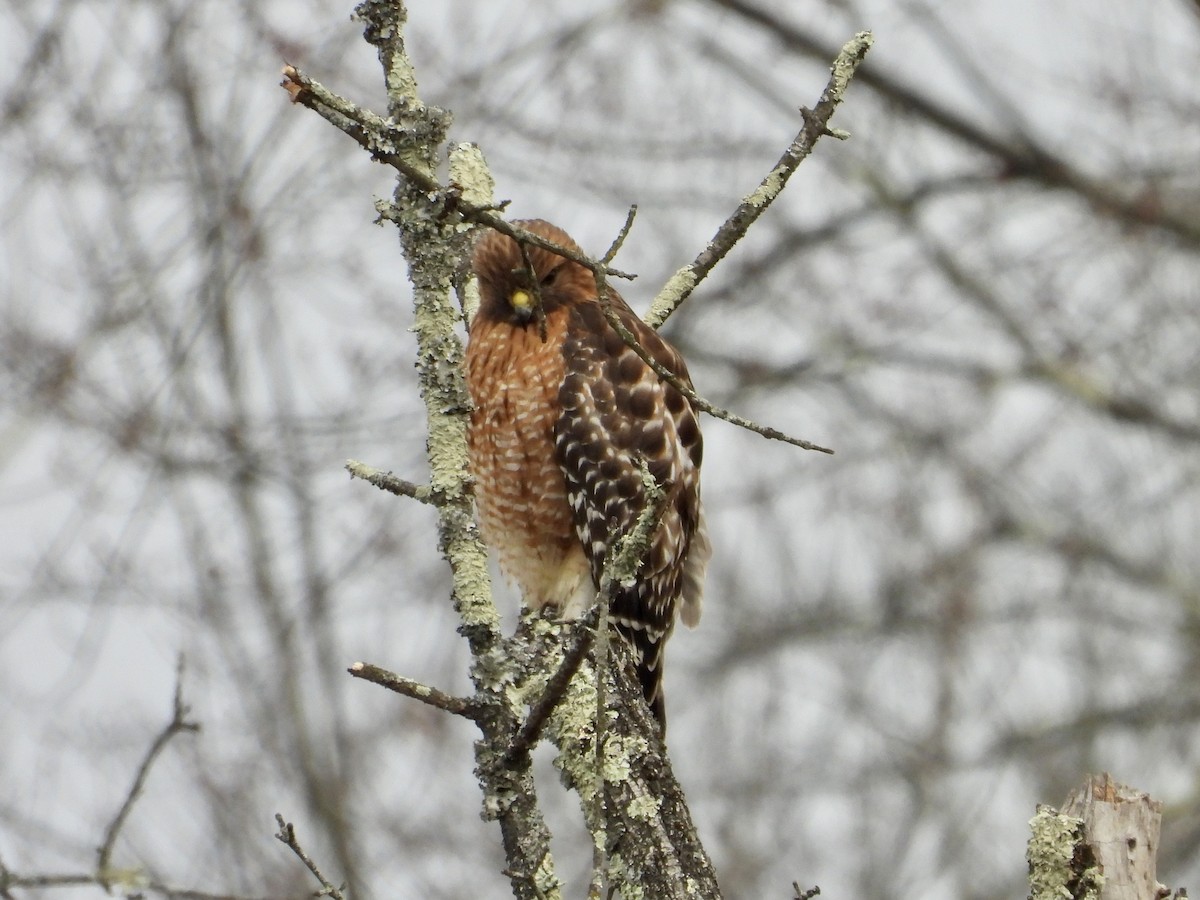 Red-shouldered Hawk - ML527111121
