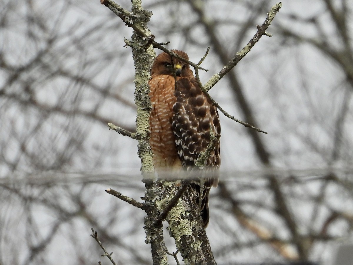 Red-shouldered Hawk - ML527111131