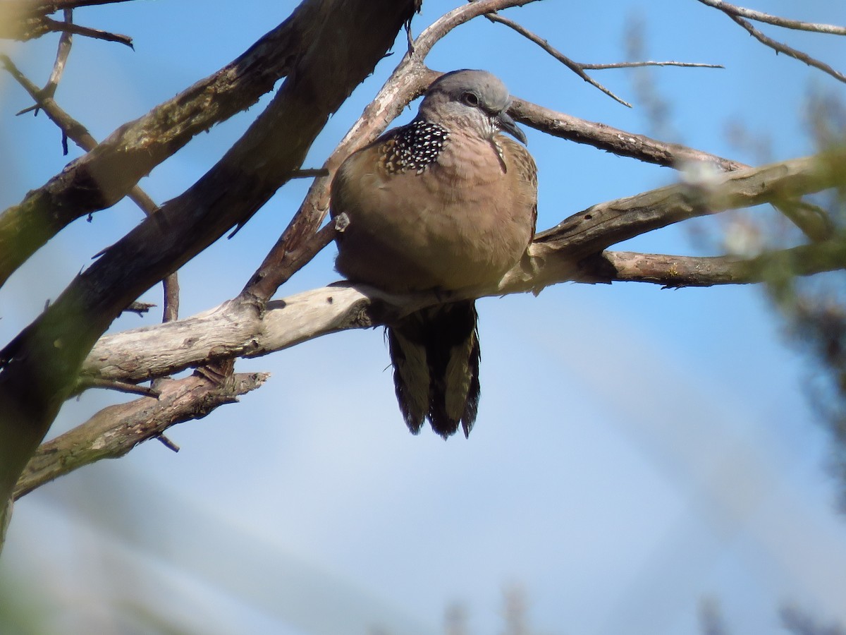 Spotted Dove - ML527112031