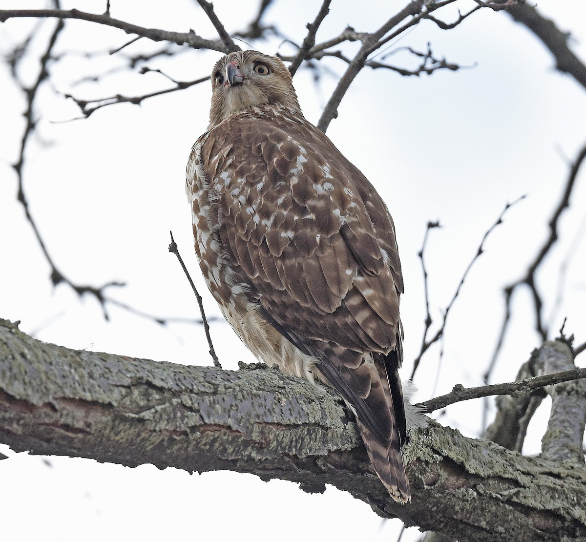 Red-tailed Hawk - ML527112061