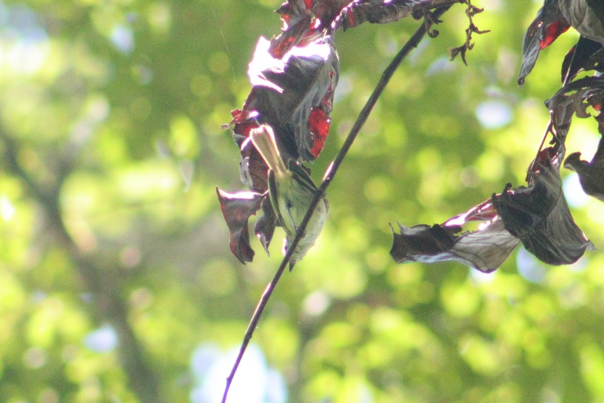 Alagoas Tyrannulet - ML527112141