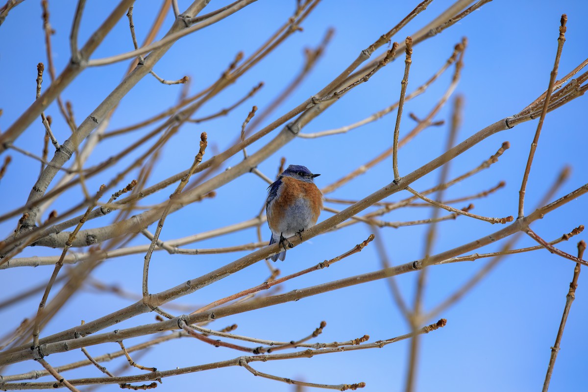 Western Bluebird - Joseph Turmes