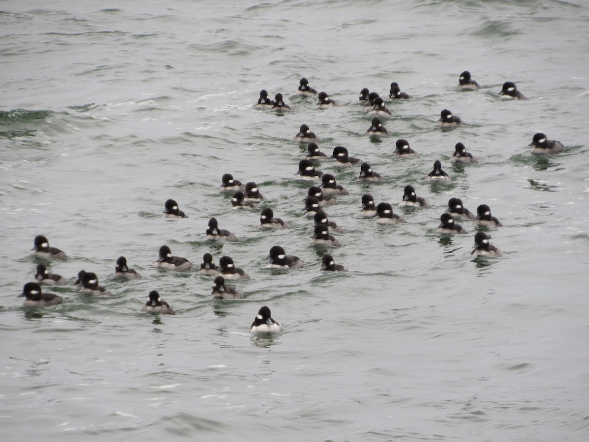 Bufflehead - ML527113221