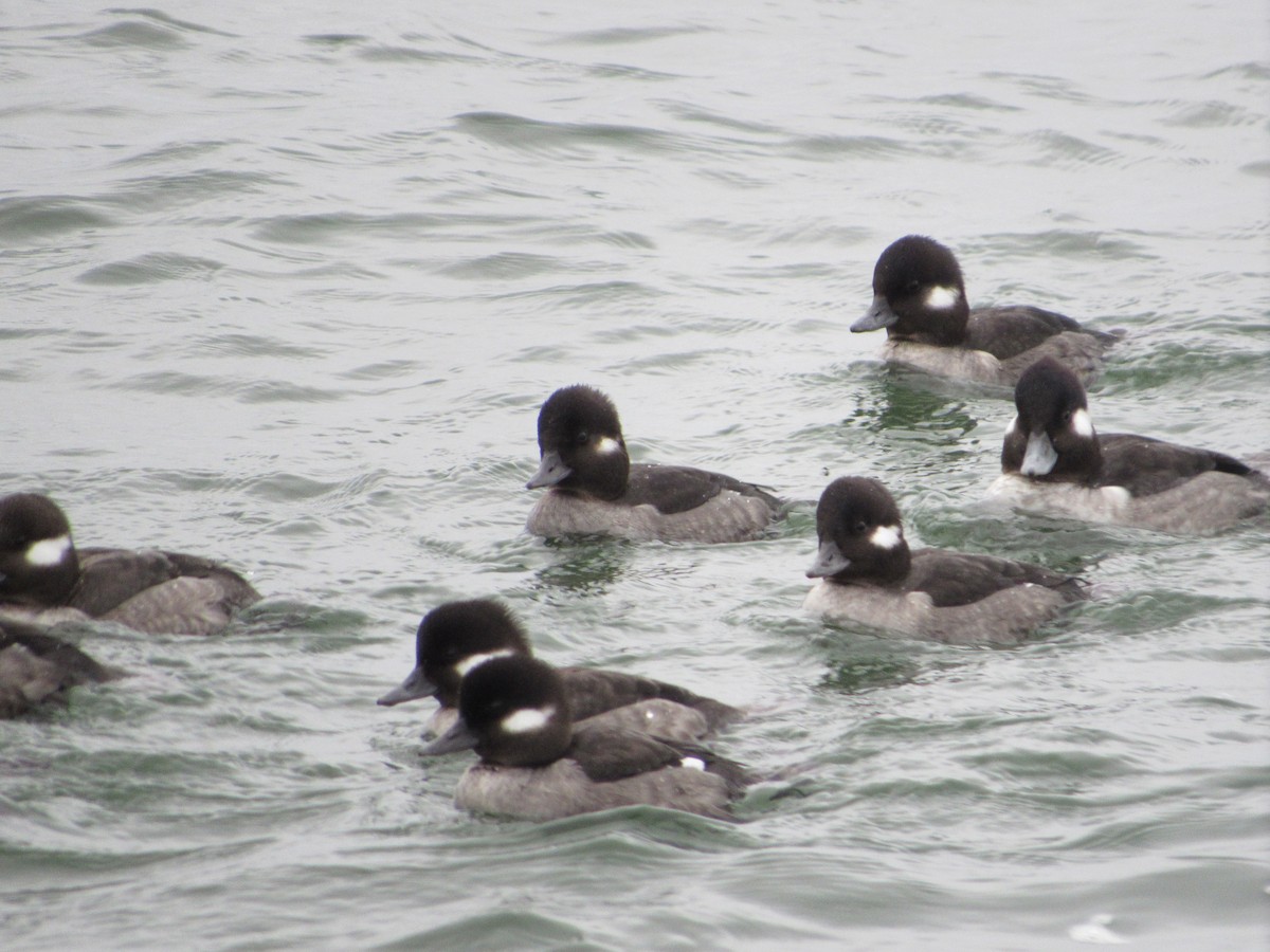 Bufflehead - ML527113281