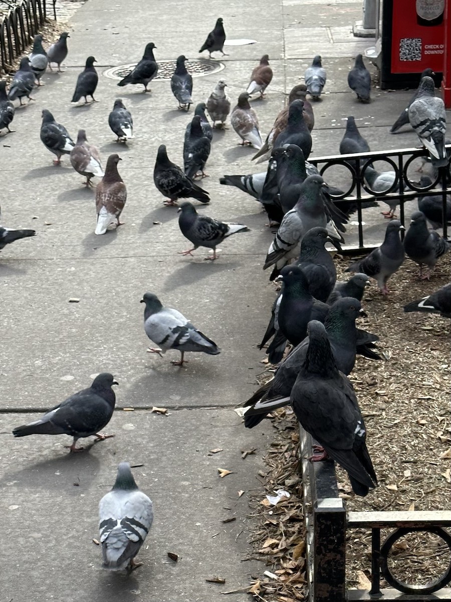Rock Pigeon (Feral Pigeon) - ML527113461