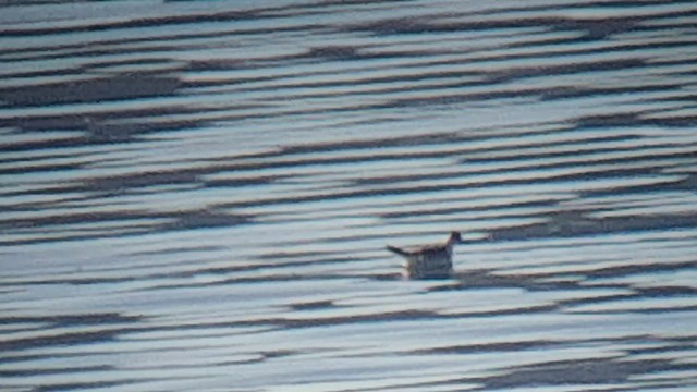 Phalarope à bec large - ML527114321