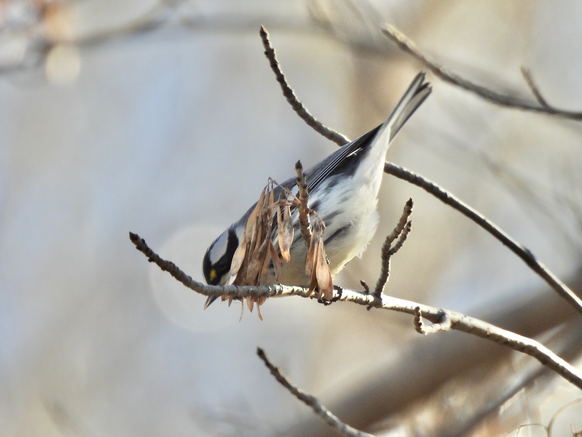 Black-throated Gray Warbler - ML527116181