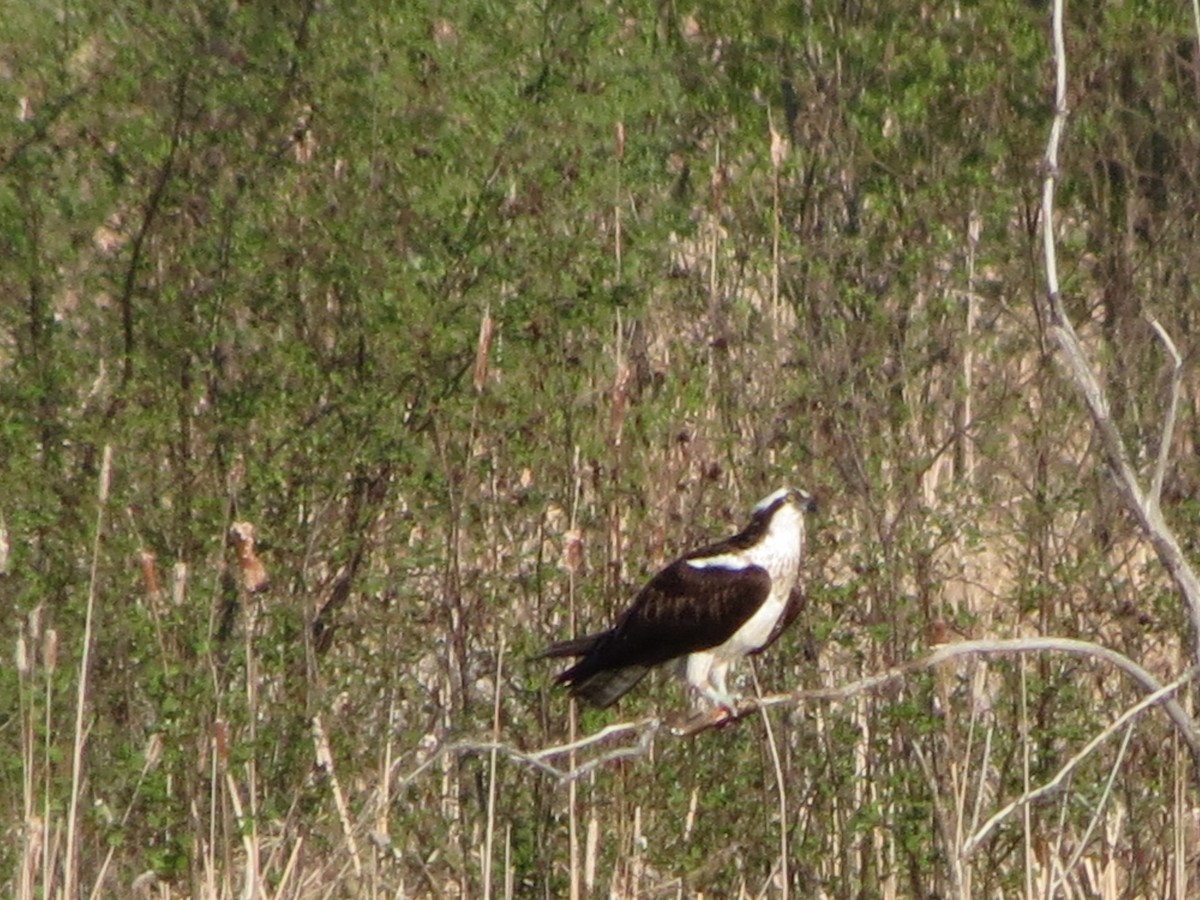 Balbuzard pêcheur - ML527117221