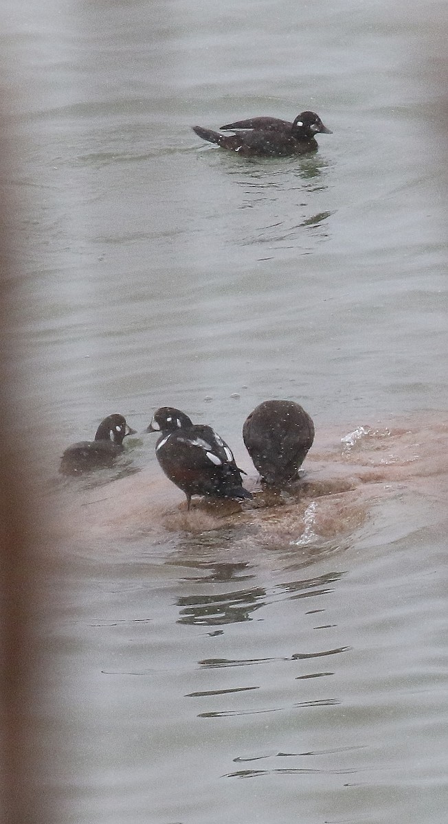 Harlequin Duck - ML527117321