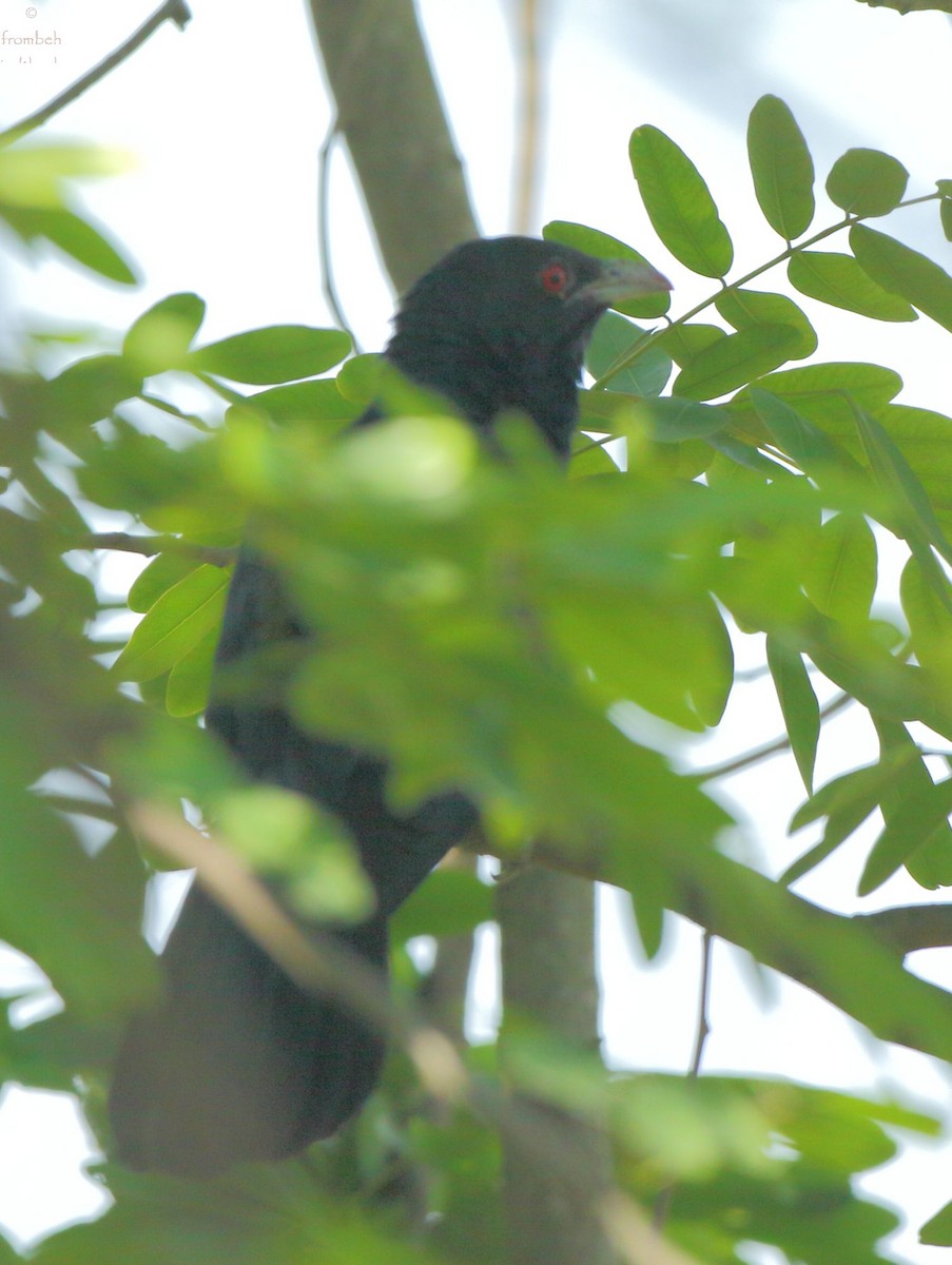 Asian Koel - ML52711751