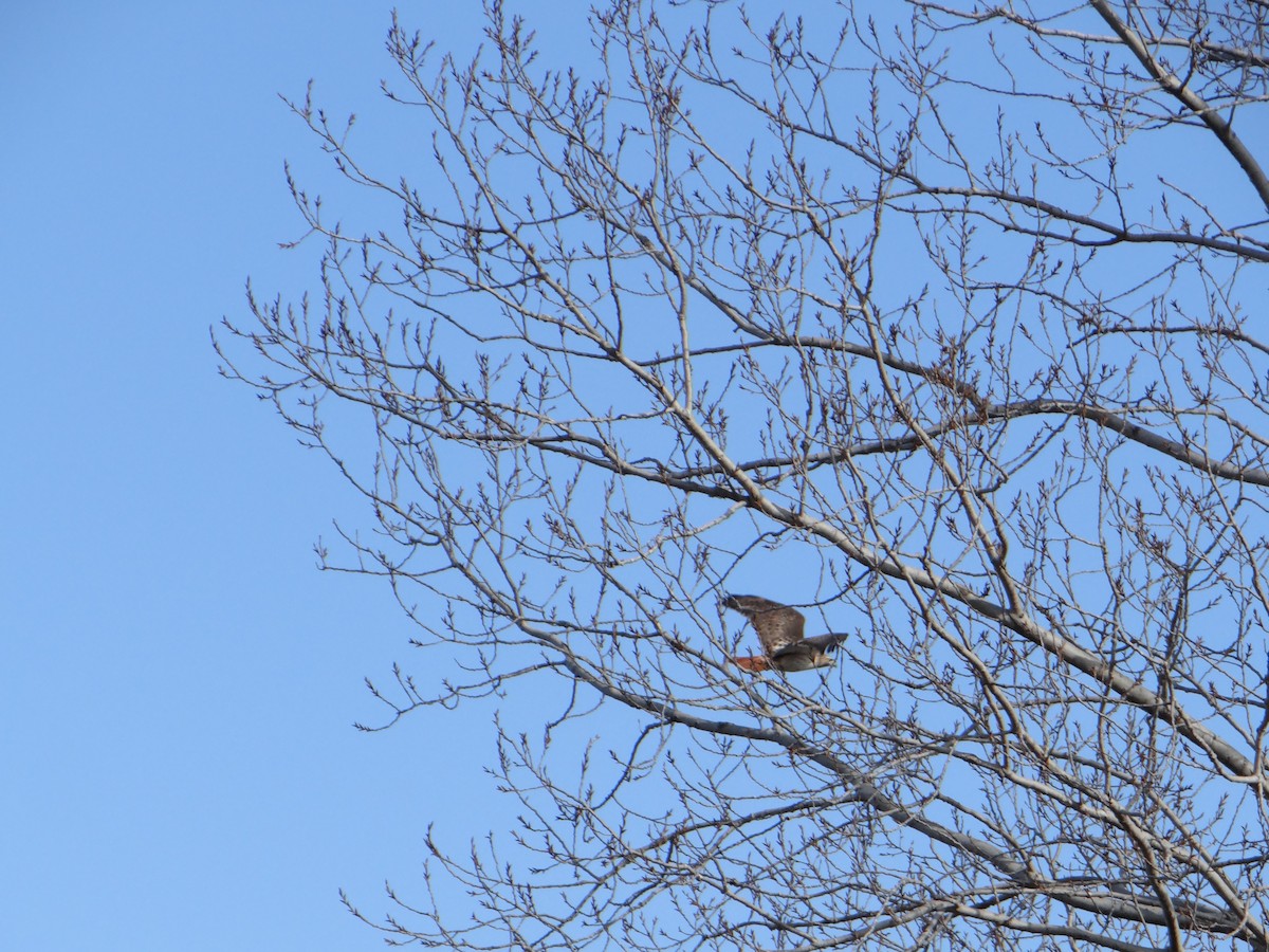 Red-tailed Hawk - ML527117641