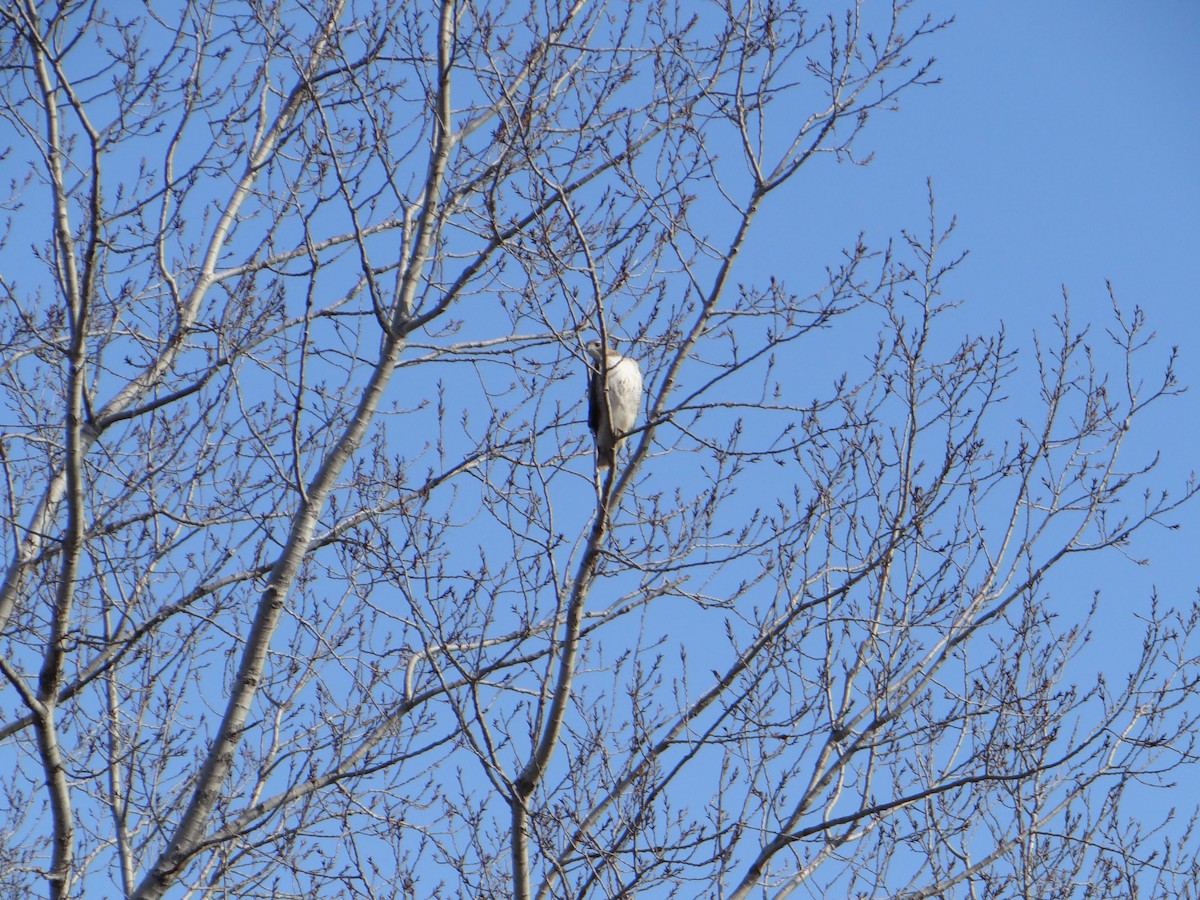 Red-tailed Hawk - ML527117651
