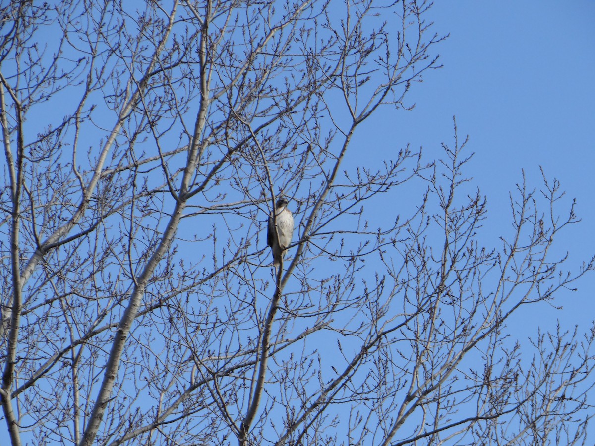 Red-tailed Hawk - ML527117661