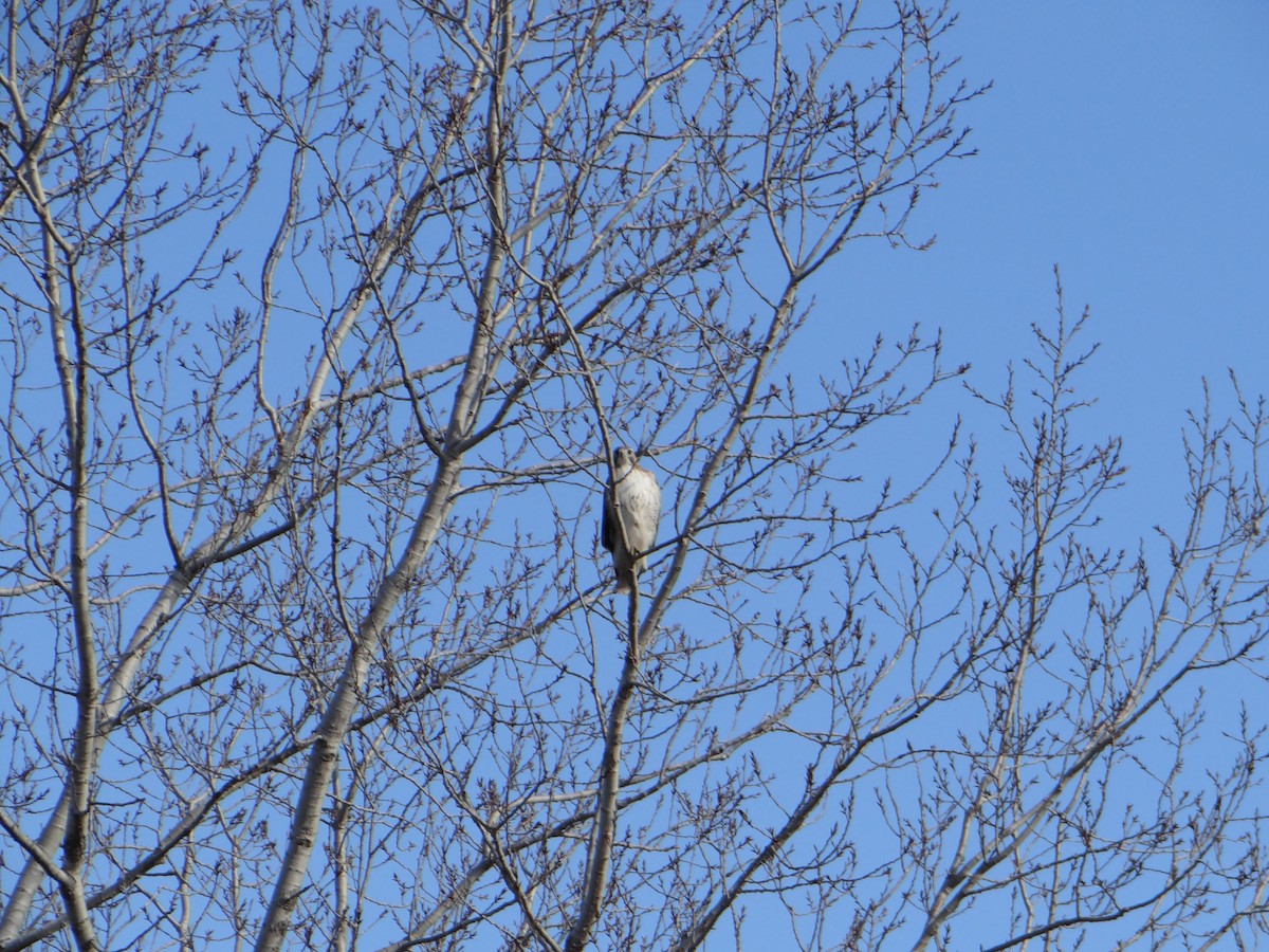 Red-tailed Hawk - ML527117681