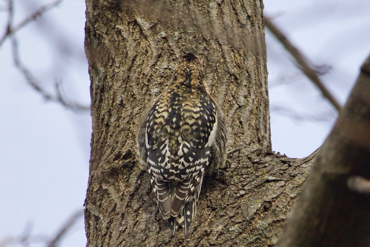 Yellow-bellied Sapsucker - ML527118451