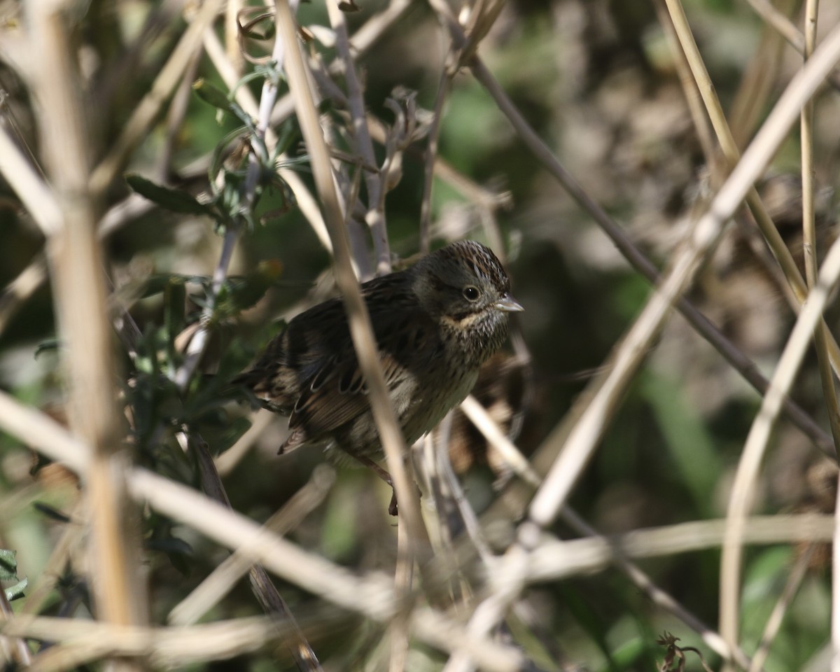 Lincoln's Sparrow - ML527118671