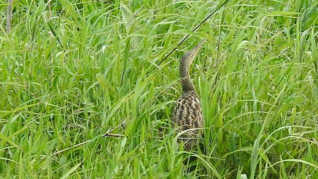 Pinnated Bittern - ML527119541