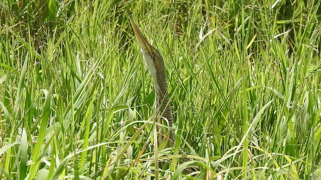 Pinnated Bittern - ML527119551