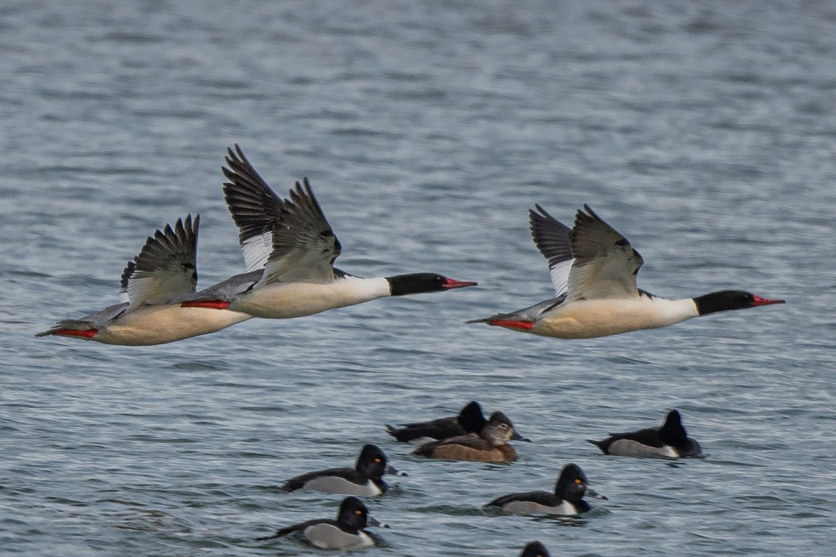 Common Merganser - William Kelley