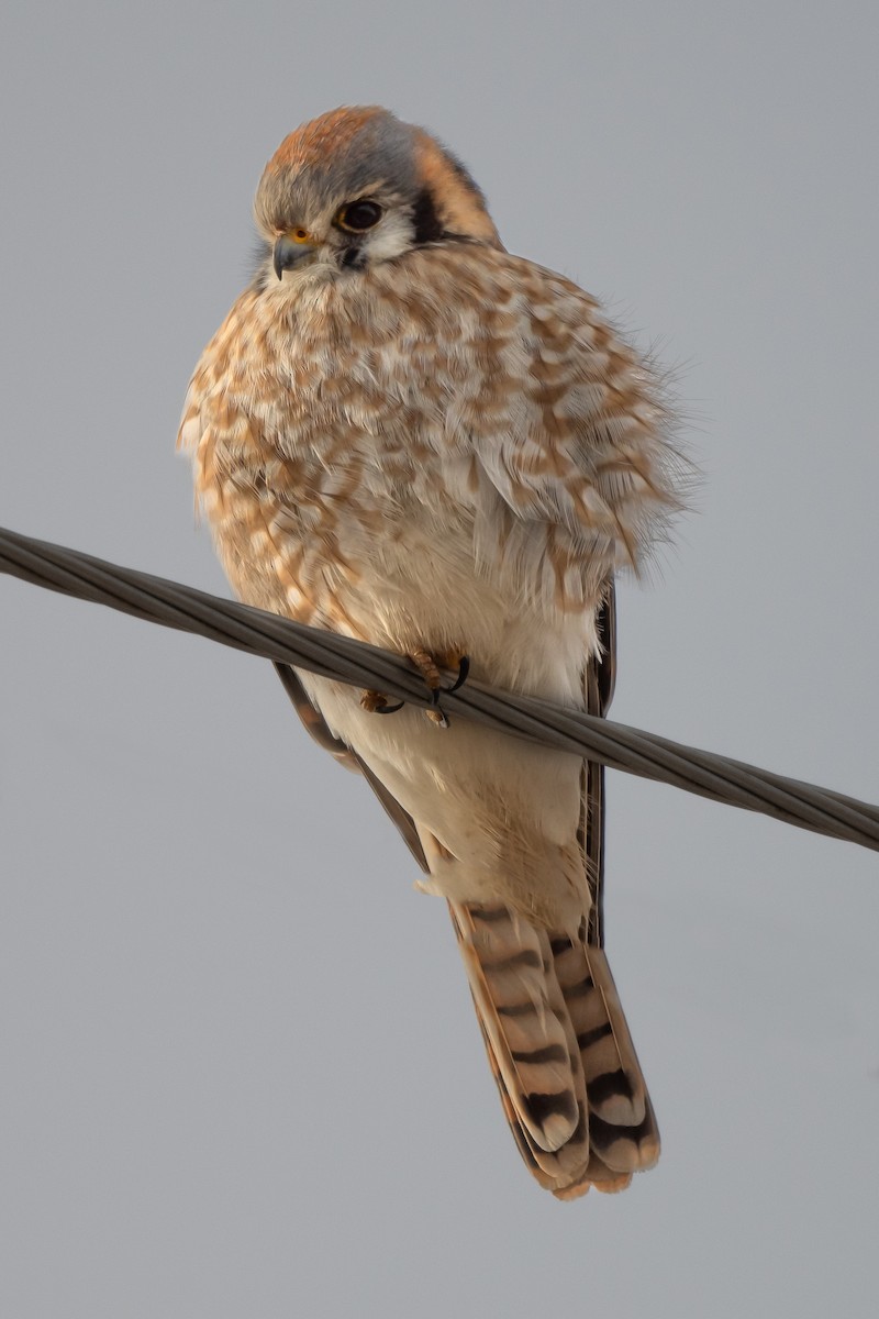 American Kestrel - ML527123131