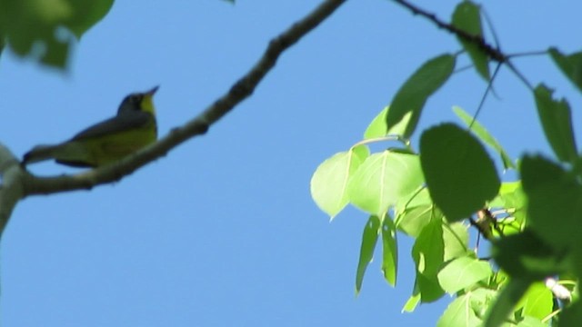 Canada Warbler - ML527123671