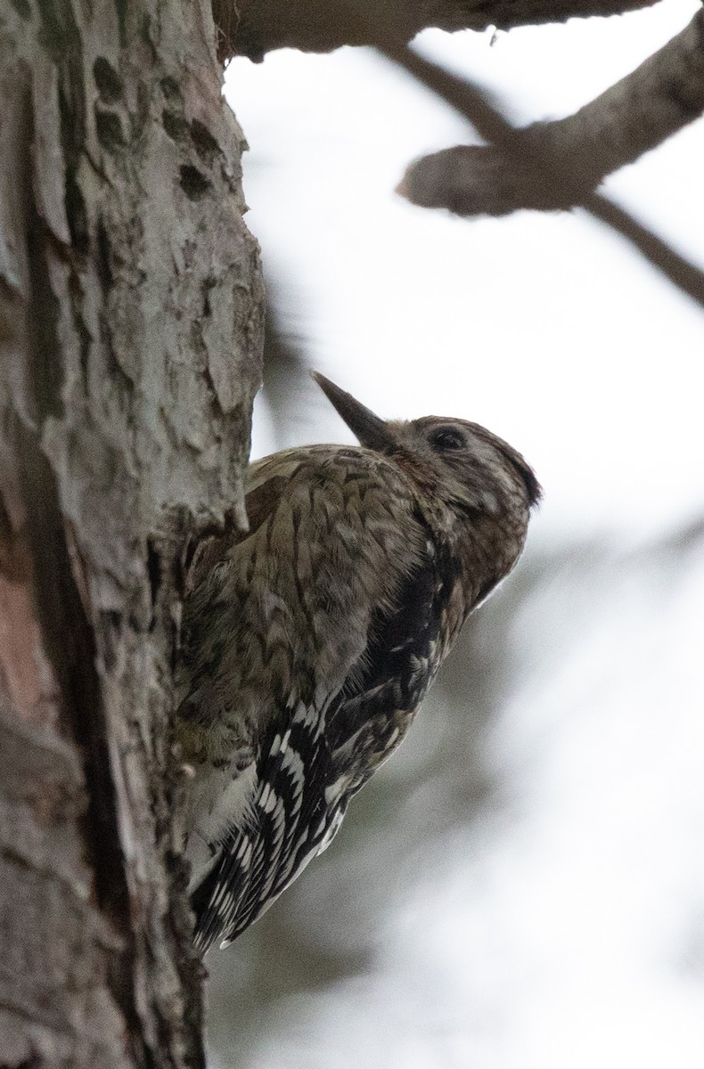 Yellow-bellied Sapsucker - ML527124261