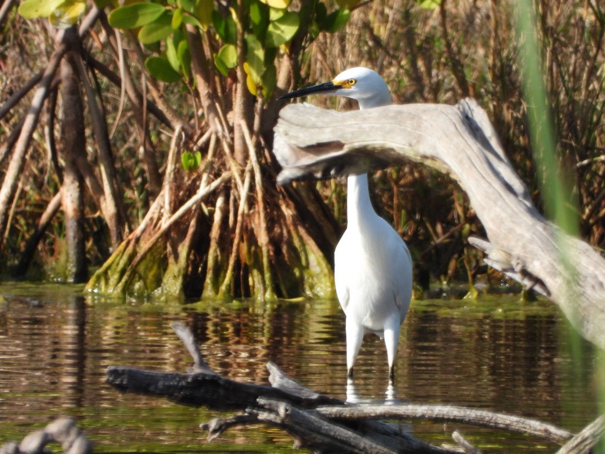 Snowy Egret - ML527125041