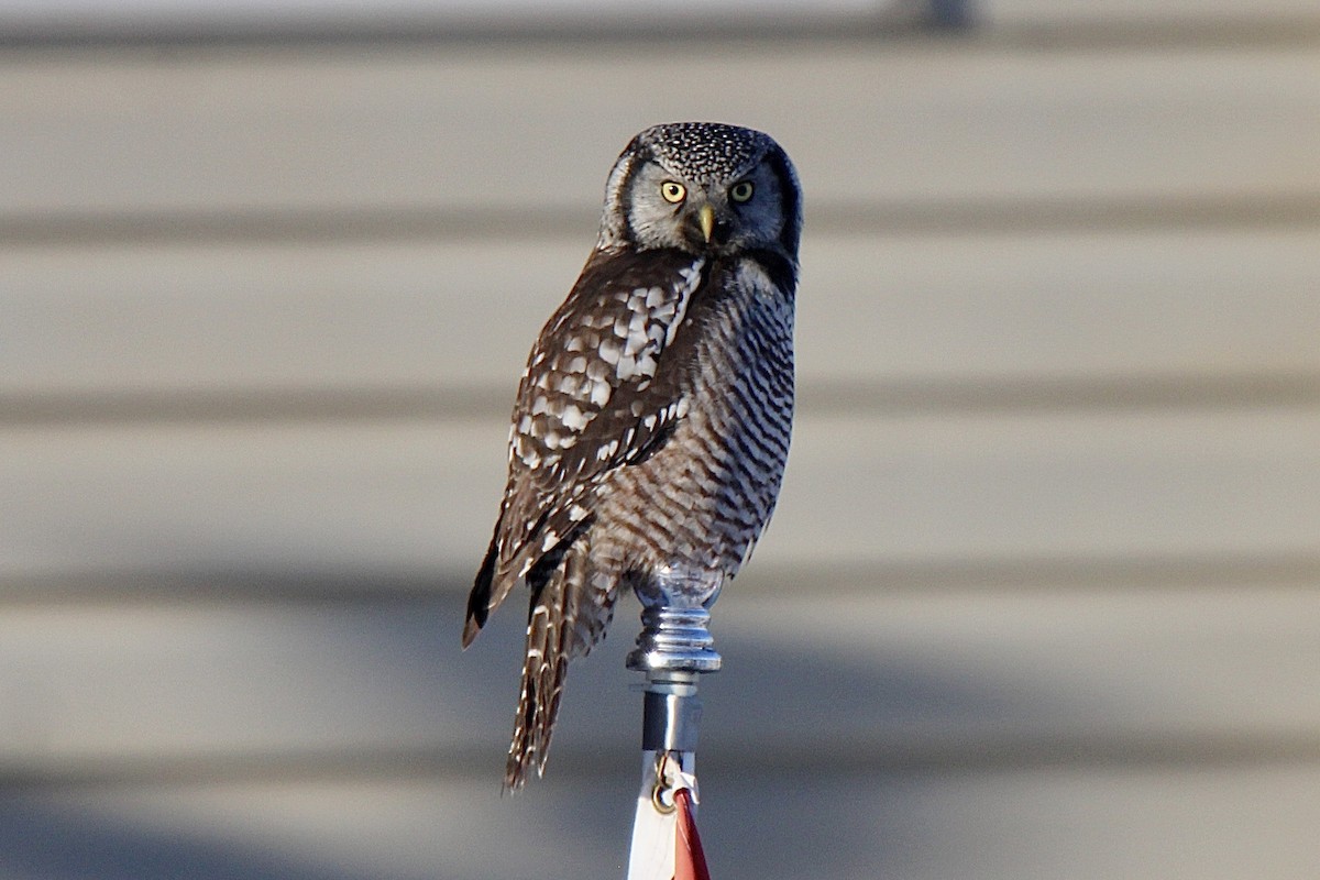 Northern Hawk Owl - ML527126011