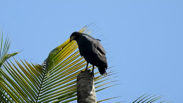 Common Black Hawk - ML527126341