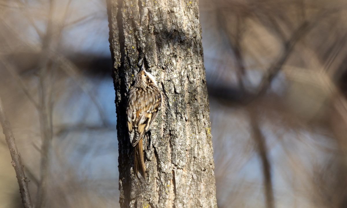 Brown Creeper - ML527126381