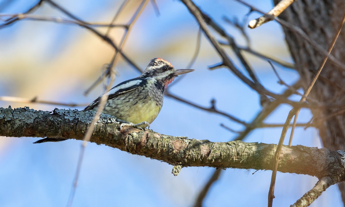 Yellow-bellied Sapsucker - ML527126421