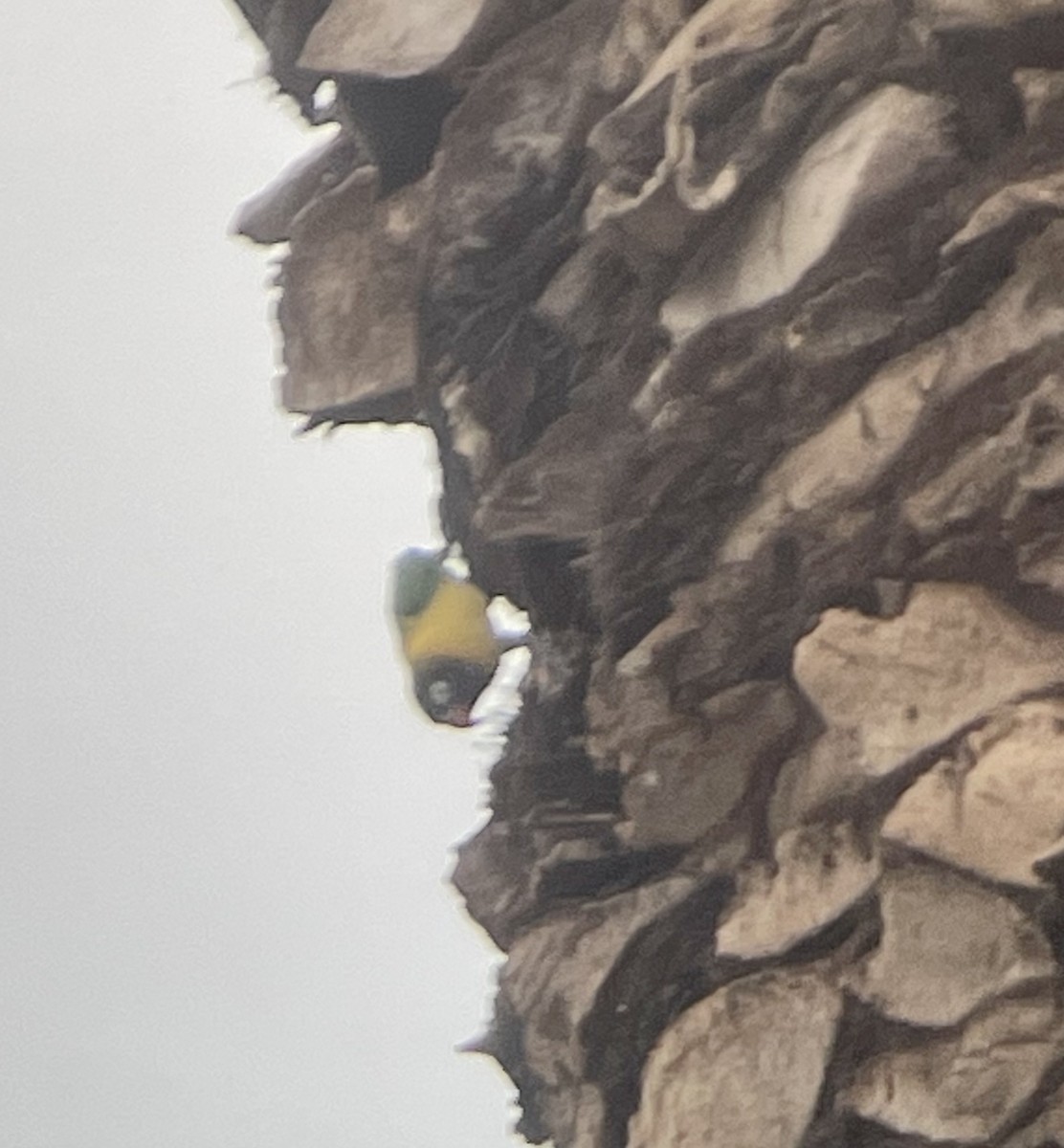 Yellow-collared Lovebird - ML527126541