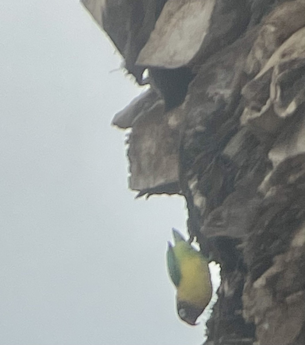 Yellow-collared Lovebird - ML527126551