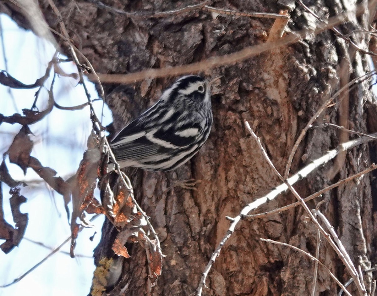 Black-and-white Warbler - ML527128171