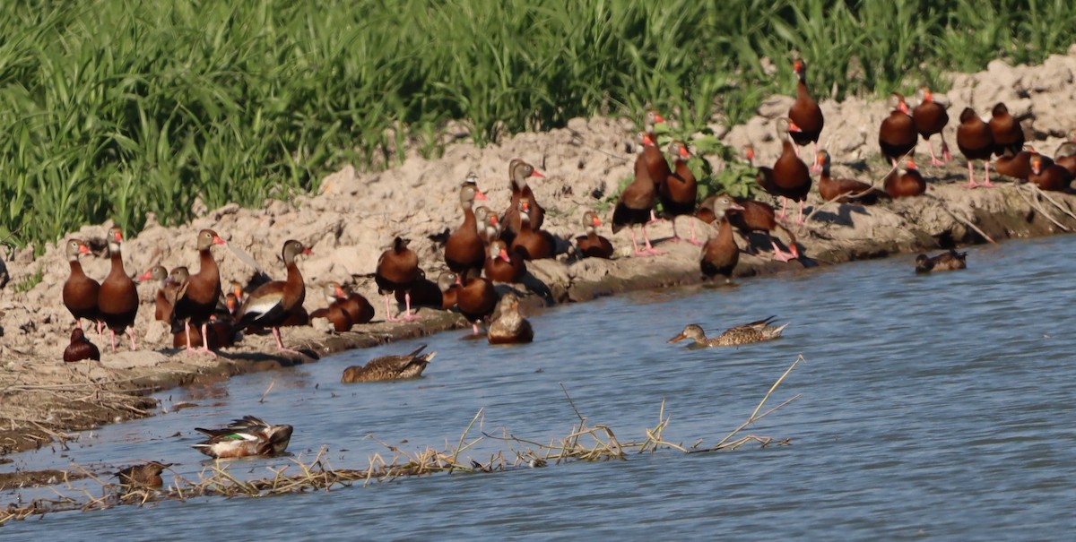 Black-bellied Whistling-Duck - ML527129441