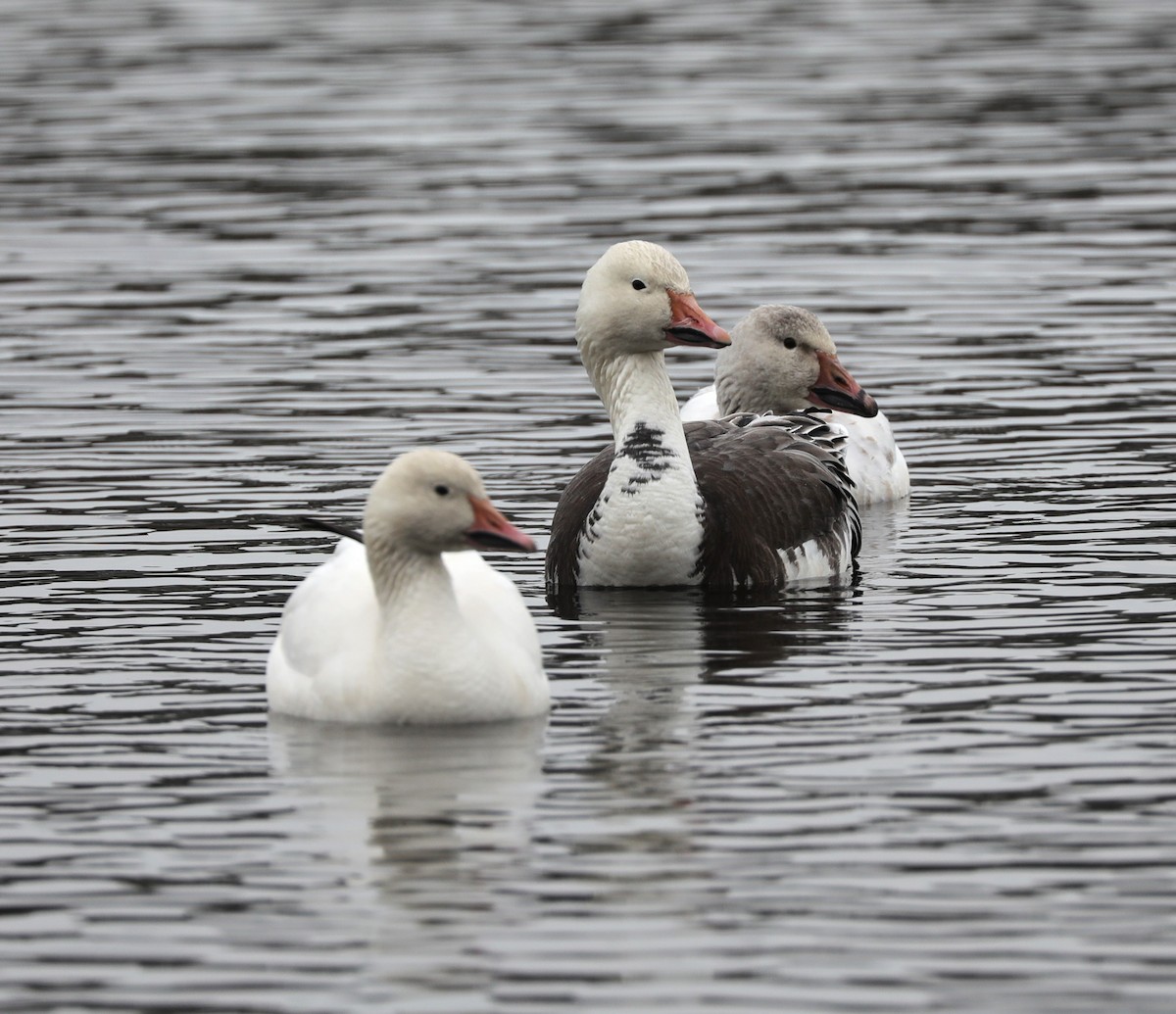 Snow Goose - ML527132301