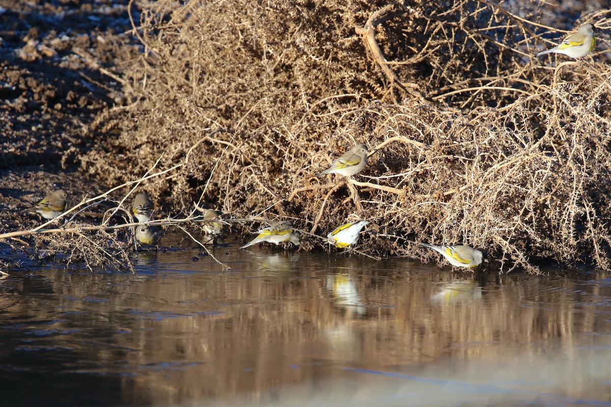 Lawrence's Goldfinch - ML527132551