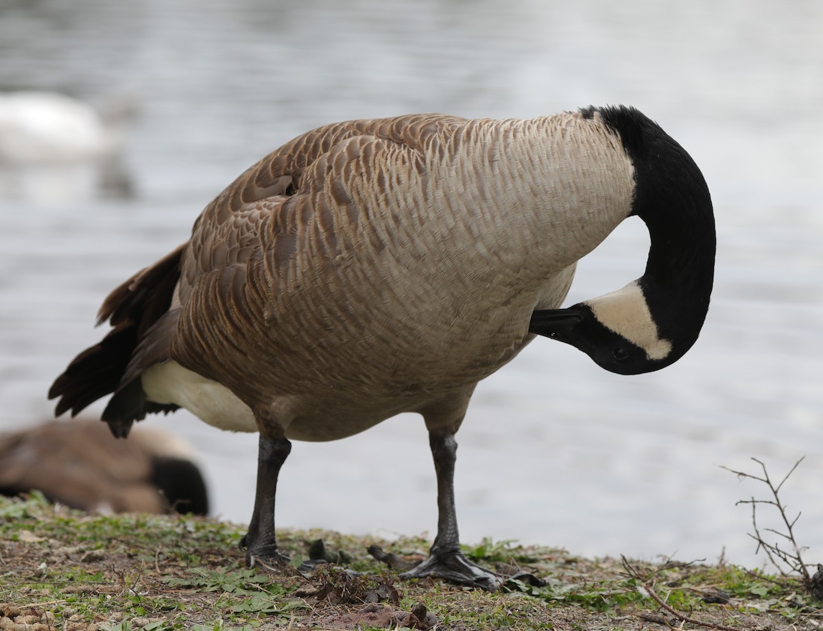 Canada Goose - ML527132561