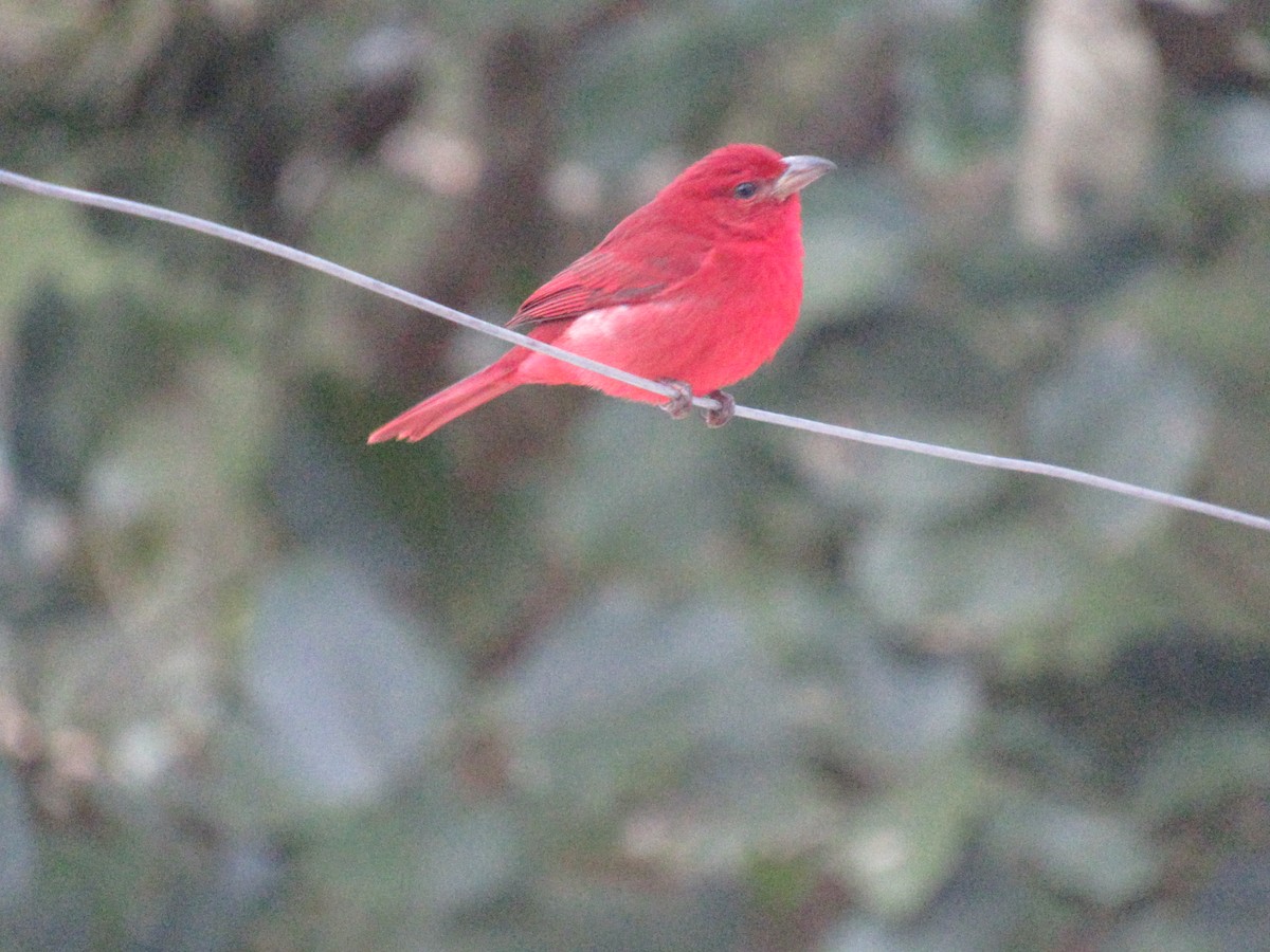 Hepatic Tanager - ML527132641