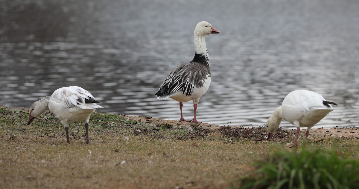 Snow Goose - ML527132681