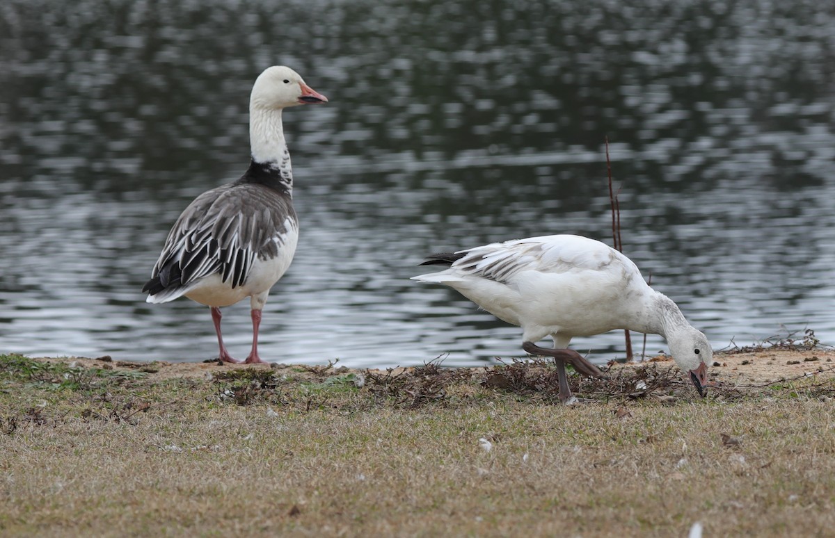 Snow Goose - Laurel Barnhill