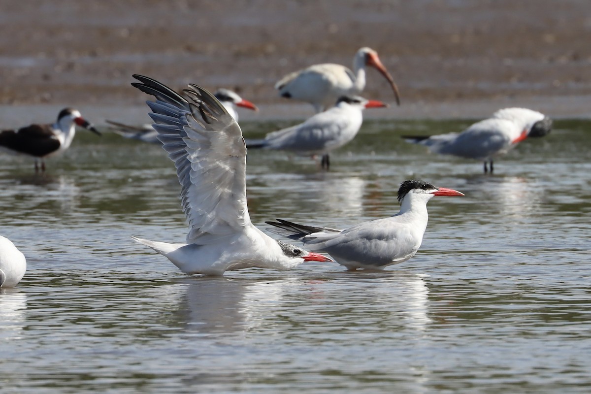 Caspian Tern - ML527133511